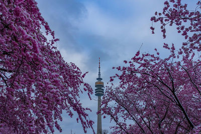 Low angle view of cherry blossoms against sky