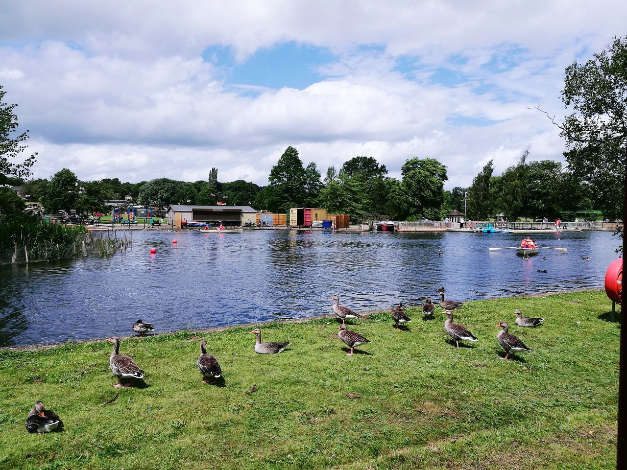 BIRDS ON LAKE AGAINST SKY