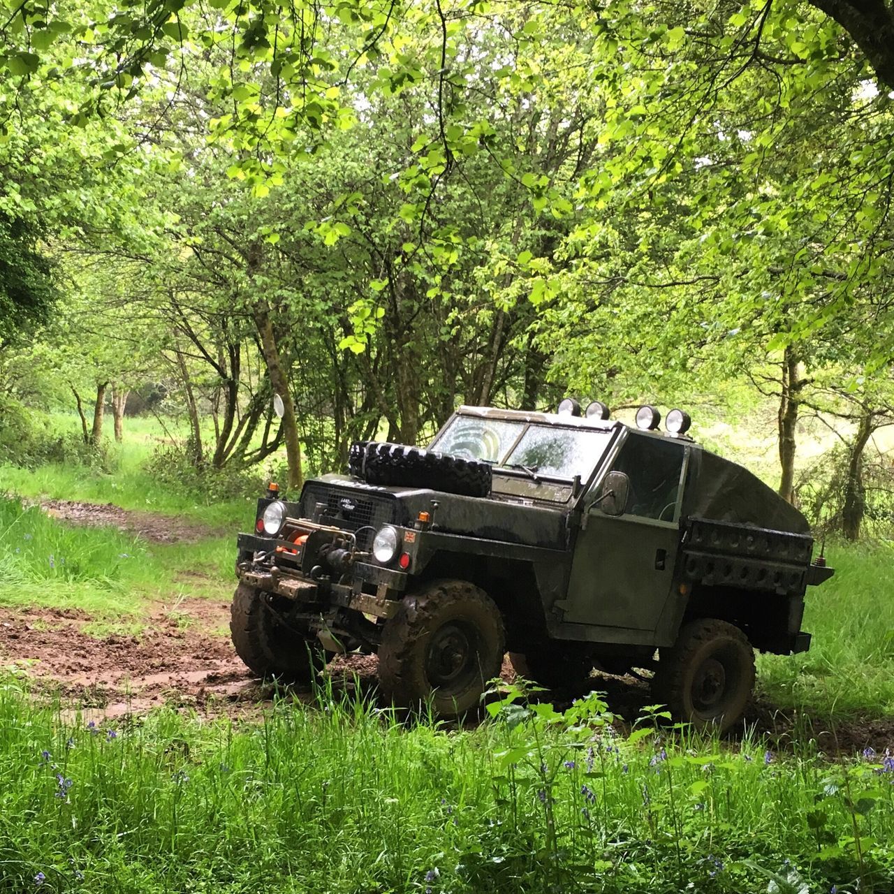 tree, green color, nature, no people, outdoors, military, army, day