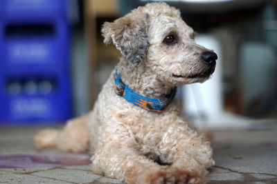 Close-up of a dog looking away