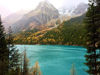 Scenic view of lake in forest