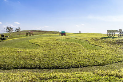 Scenic view of agricultural field against sky