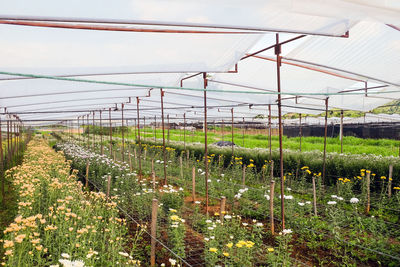 Plants growing in greenhouse