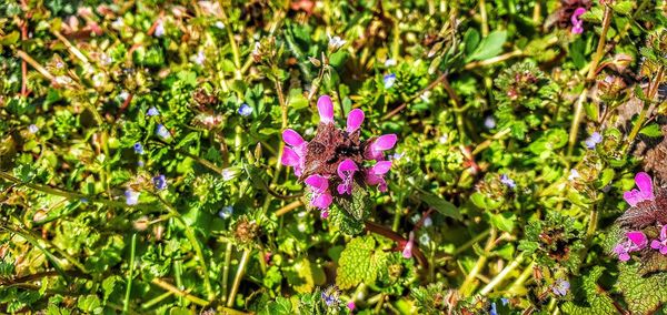 Close-up of pink flowering plants on field