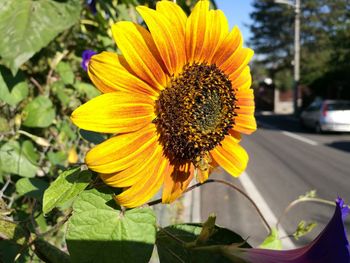 Close-up of sunflower