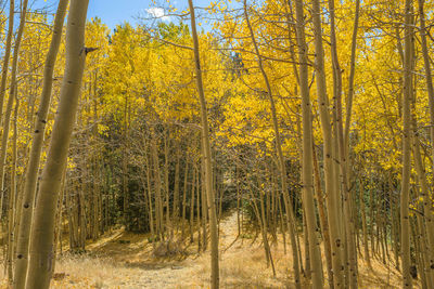 Trees in forest during autumn