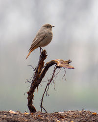 Bird perching on a tree
