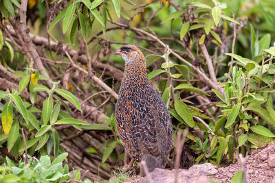 Bird perching on a tree