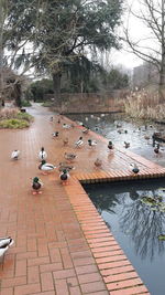 High angle view of ducks in lake
