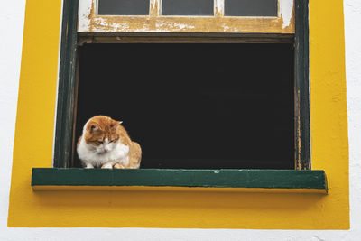 Portrait of a dog looking through window