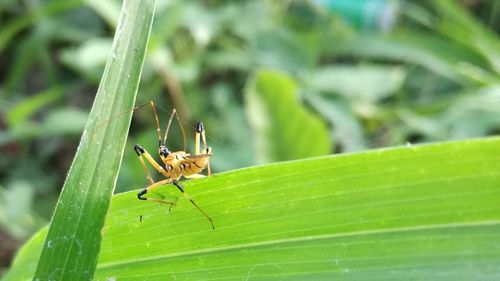 Close-up of insect on plant