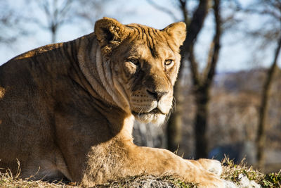 Portrait of a tiger