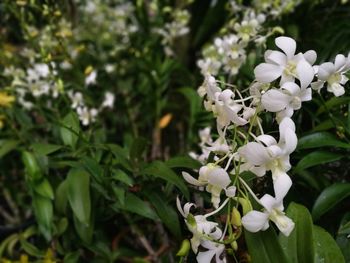 Close-up of white flowers blooming outdoors