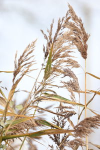 Close-up of stalks against the sky