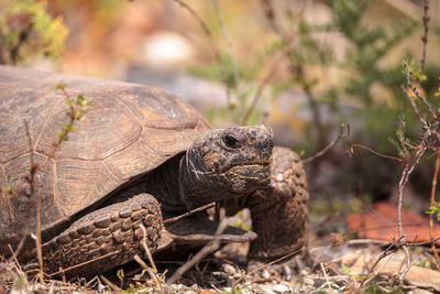 Florida gopher tortoise gopherus polyphemus forages for food in the grass on bonita springs, florida