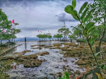 Close-up of plants floating on water against sky