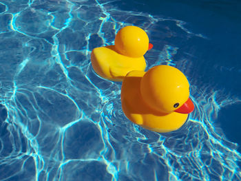 Two yellow toy ducks afloat drifting away from each other in an outdoor swimming pool on a sunny day