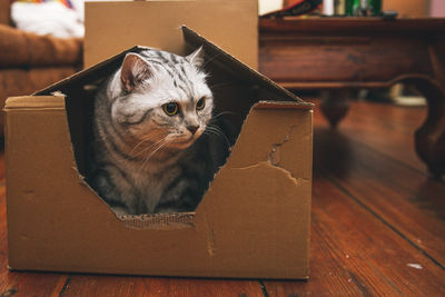 A cat is sitting in a cardboard box