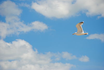 Low angle view of seagull flying in sky