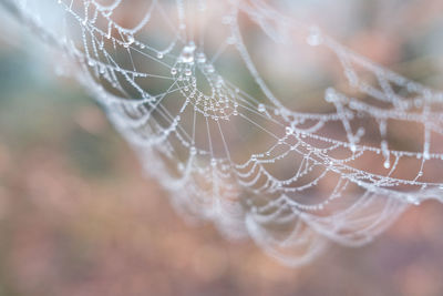 Close-up of wet spider web