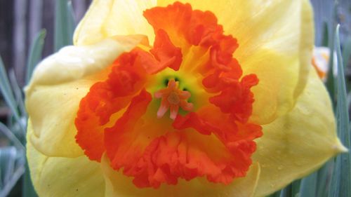 Close-up of yellow flower