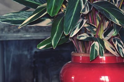 Close-up of potted plant