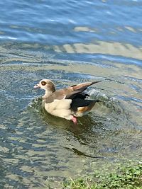High angle view of duck swimming in lake