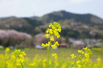 Close-up of flowers blooming in field