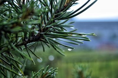 Close-up of raindrops on pine tree