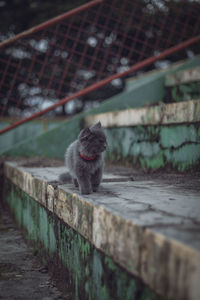 View of a cat on wall
