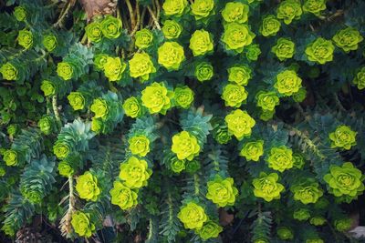 Full frame shot of yellow flowering plants