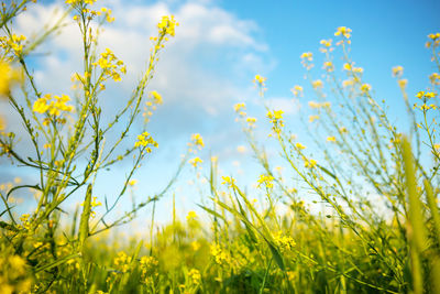 Close-up of plant against sky