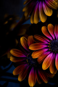 Close-up of purple flower