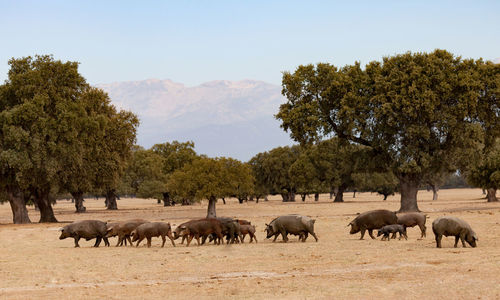 Flock of sheep on field