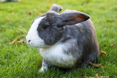 Close-up of a rabbit on grass