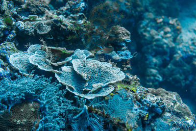 Close-up of coral in sea