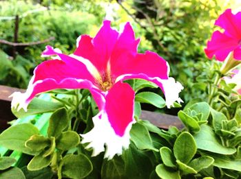 Close-up of pink flowers