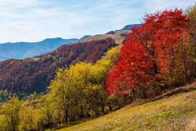 Plants growing on land against sky during autumn