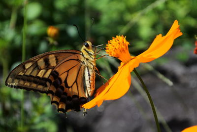 Close-up of butterfly pollinating on flower