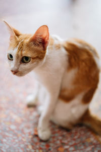 Close-up of cute cat looking away