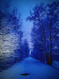 Trees on snow covered landscape