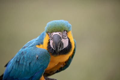 Close-up of a parrot