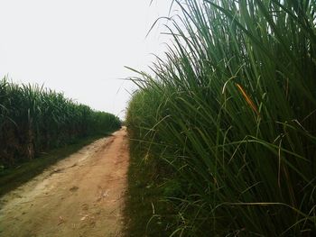 Plants growing on field against sky