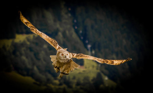 Close-up of an owl flying against blurred background