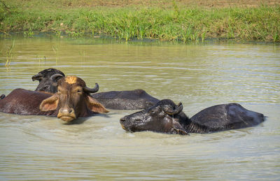 Asian water buffalos chilling in the water