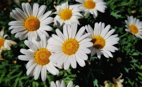 Close-up of yellow flowers blooming outdoors