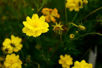 Close-up of yellow flowers blooming outdoors