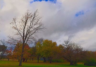 Bare trees on grassy field against cloudy sky