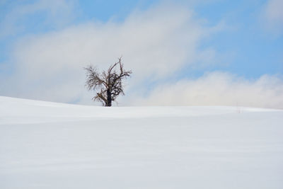 Bare tree on snow covered land against sky