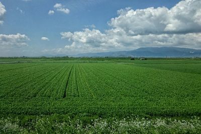 Scenic view of field against cloudy sky
